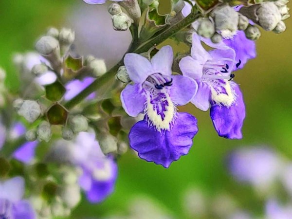 多赢策略 叶秀美花淡雅 荆条全株是个宝